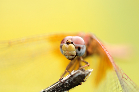 dragonfly, dragonfly in green, orange dragonfly, helicopterの写真素材