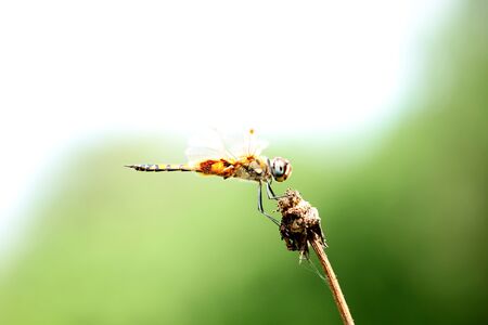 dragonfly, dragonfly in green, orange dragonfly, helicopterの写真素材