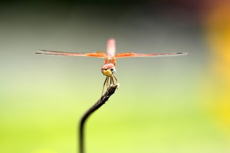 dragonfly, dragonfly in green, orange dragonfly, helicopterの写真素材