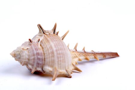 Sea shell on white background