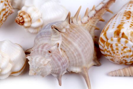 Sea shell on white backgroundの写真素材