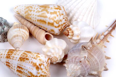 Sea shell on white background