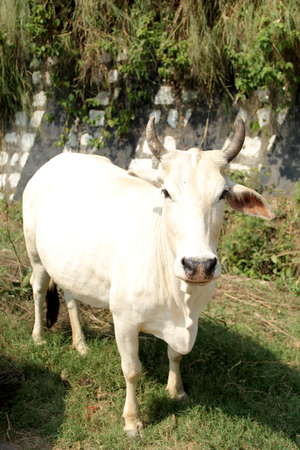 indian Cow, Desi white cowの写真素材
