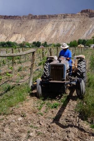 A tractor carefully tills the soil in the vineyard in preparation for this years upcoming crop of grapes which will result in tasty wine  Stock Photoのeditorial素材