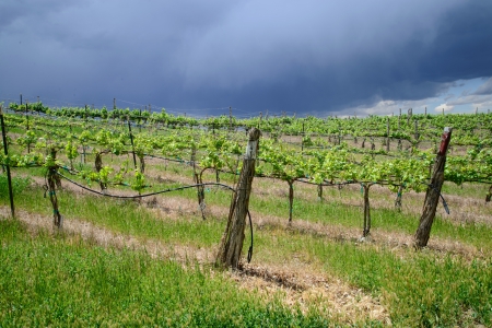 Stormy clouds over the grape vineyard stock photoの写真素材
