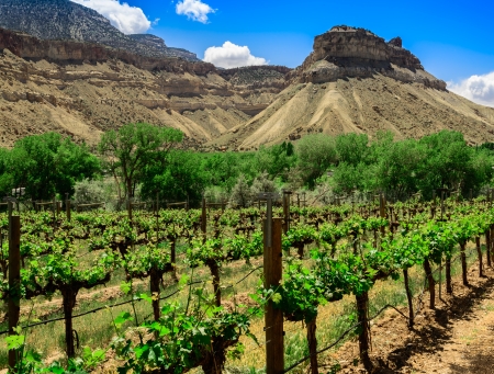 Grapevines and Mountainsの写真素材