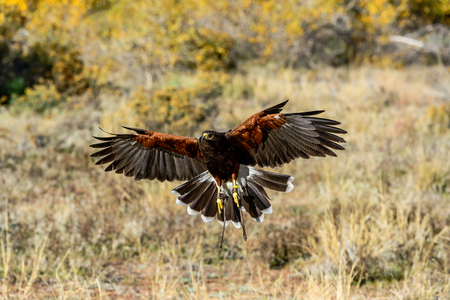 A Harris s Hawk in Flight