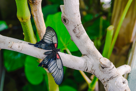A swallowtail butterfly with open wings sits on a tree limb の写真素材