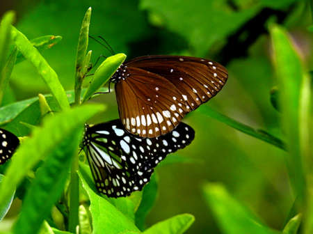 Butterflies on the leavesの写真素材