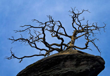 Skeleton of an old tree on a rockの写真素材