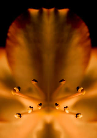 Abstract picture of a flowerの写真素材