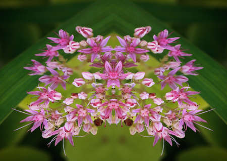 Abstract picture of a flowerの写真素材