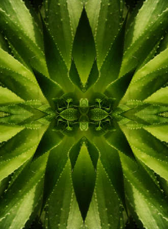 Abstract picture of a flower