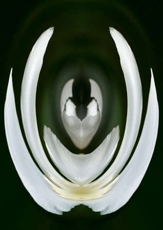 White blooms tell us that the spring has come.の写真素材