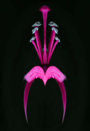 Detaiil of beautiful flower bloom can be seen only if you watch nature closely.の写真素材