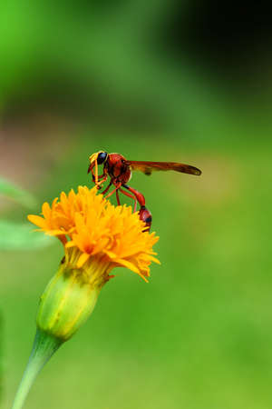 The Hornet macro in Southeast Asia
