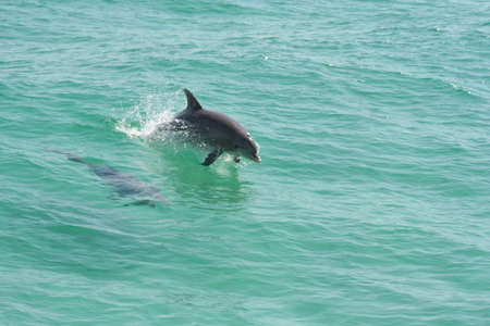 Dolphins jumping in the water
