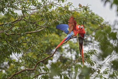 Scarlet Macaw - Ara macao, large beautiful colorful parrot from Central America forests, Costa Rica.