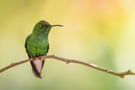 Coppery-headed Emerald - Elvira cupreiceps, beautiful small green hummingbird from Costa Rica La...