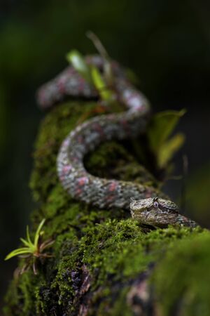 Eyelash Viper - Bothriechis schlegelii, beautiful colored venomous pit viper from Central America...