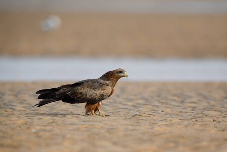 Black Kite - Milvus migrans, beautiful large bird of prey largely worlwide distributed, La Somone,...