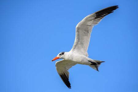 Caspian Tern - Sterna caspia, beautiful water bird from African shores and coasts, La Somone, Senegal.の写真素材