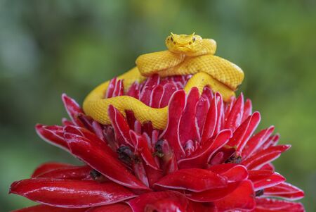 Eyelash Viper - Bothriechis schlegelii, beautiful colored venomous pit viper from Central America forests, Costa Ricaの写真素材