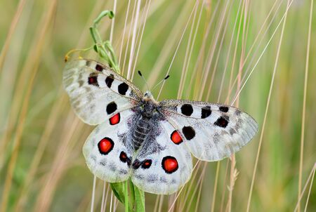 Apollo Butterfly - Parnassius apollo, beautiful iconic endangered butterfly from Europe, Stramberk, Czech Republic.の写真素材