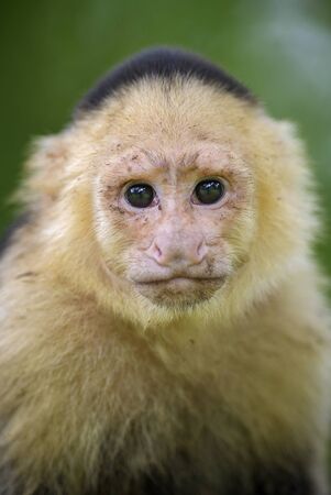 White-faced Capuchin - Cebus capucinus, beautiful brown white faces primate from Costa Rica forest.の写真素材