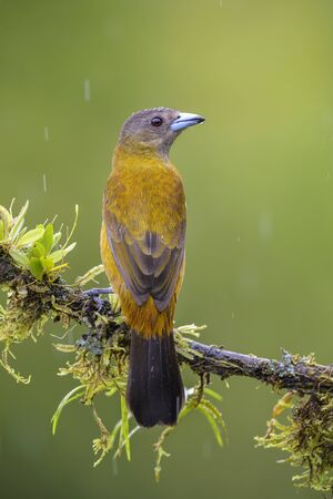 Scarlet-rumped Tanager - Ramphocelus passerinii, beatiful black and red tanager from Costa Rica forest.の写真素材