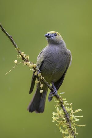 Palm Tanager - Thraupis palmarum, beautiful gray tanger from Costa Rica forest.の写真素材