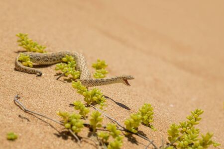 Peringuey's Adder - Bitis peringueyi, small venomous viper from Namib desert, Walvis Bay, Namibia.