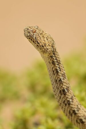 Peringuey's Adder - Bitis peringueyi, small venomous viper from Namib desert, Walvis Bay, Namibia.の写真素材