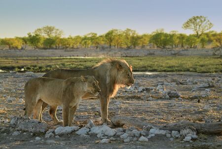 Lion - Panthera leo, iconic animal from African savannas, Etosha national park, Namibia.の写真素材