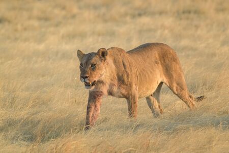 Lion - Panthera leo, iconic animal from African savannas, Etosha national park, Namibia.の写真素材