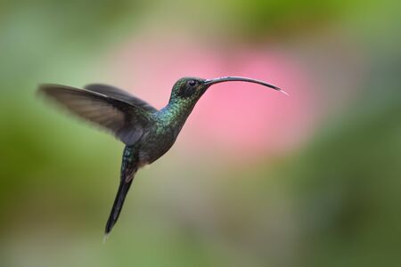 Green Hermit - Phaethornis guy, beautiful green long beaked hummingbird from Costa Rica La Paz Waterfall.の写真素材