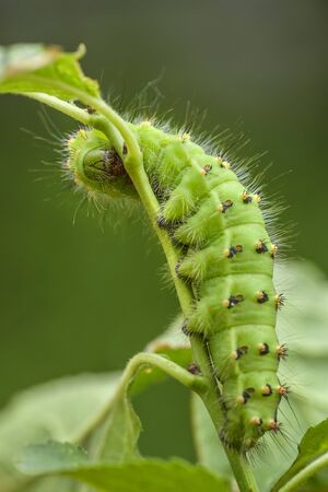 Emperor Moth - Saturnia pavonia, beautiful rare moth from European forests and woodlands, Czech Republic.の写真素材