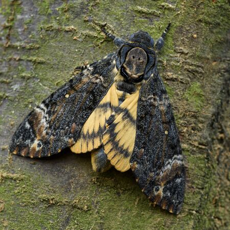 Lesser death's head hawkmoth - Acherontia styx, iconic hawkmoth from Asian forests and woodlands, China.の写真素材
