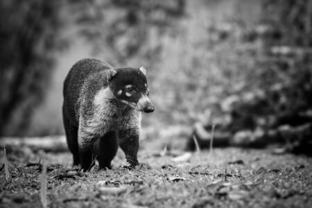 White-nosed Coati - Nasua narica, small common white nosed carnivore from Costa Rica forest.の写真素材