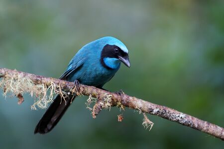 Turquoise Jay - Cyanolyca turcosa, beautiful blue jay from Andean slopes, Guango Lodge, Ecuador.の写真素材