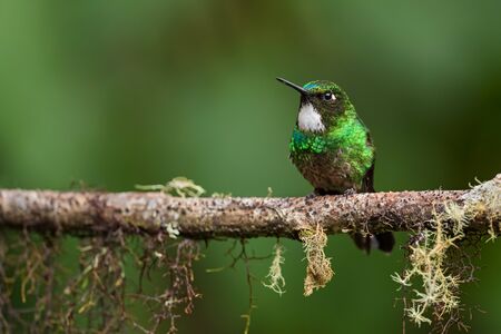 Tourmaline Sunangel - Heliangelus exortis, beautiful shining hummingbird from Andean slopes of South America, Guango Lodge, Ecuador.の写真素材