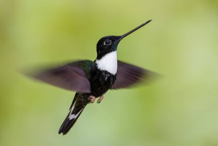 Collared Inca - Coeligena torquata, beautiful black and white hummingbird from Andean slopes of...
