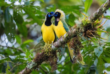 Inca Jay - Cyanocorax yncas, beautiful colored jay from Andeans slopes, Guango Lodge, Ecuador.の写真素材
