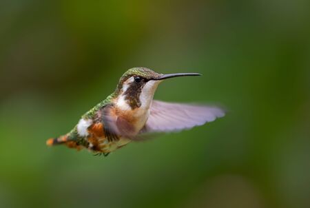 White-bellied Woodstar - Chaetocercus mulsant, beautiful colored tiny hummingbird from Andean slopes of South America, Guango Lodge, Ecuador.の写真素材