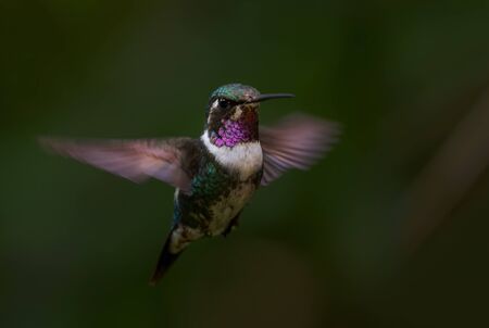 White-bellied Woodstar - Chaetocercus mulsant, beautiful colored tiny hummingbird from Andean slopes of South America, Guango Lodge, Ecuador.の写真素材