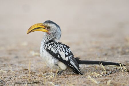 Southern Yellow-billed Hornbill - Tockus leucomelas, beautiful colorful large bird from southwest Africa, Namibia.の写真素材