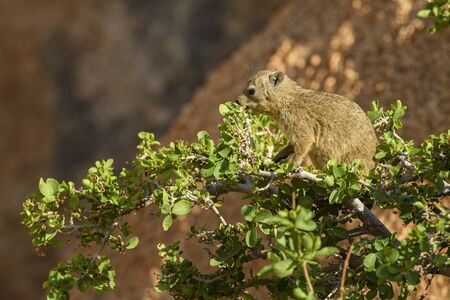 Common Rock Hyrax - Procavia capensis, small mammal from African hillls and mountains, Namibia.の写真素材