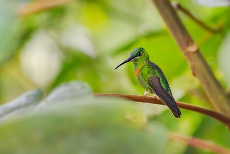 Gould's Jewel-front - Heliodoxa aurescens, beautiful rare colored hummingbird from Andean slopes of South America, Wild Sumaco, Ecuador.の写真素材