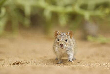 Four-striped Grass Mouse - Rhabdomys pumilio, beautiful small rodent from African bushes and...