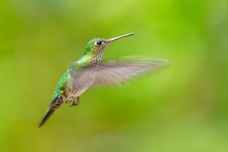 Many-spotted Hummingbird - Leucippus hypostictus, green spotted hummingbird from Andean slopes of South America, Wild Sumaco, Ecuador.の写真素材